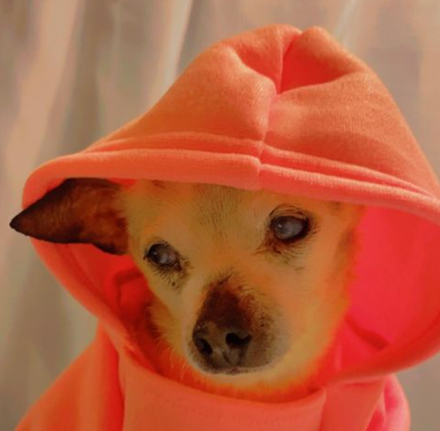 Stati Uniti, morto il cane più vecchio del mondo: aveva 22 anni