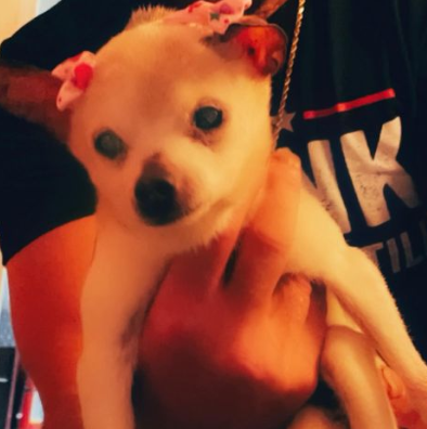 Stati Uniti, morto il cane più vecchio del mondo: aveva 22 anni