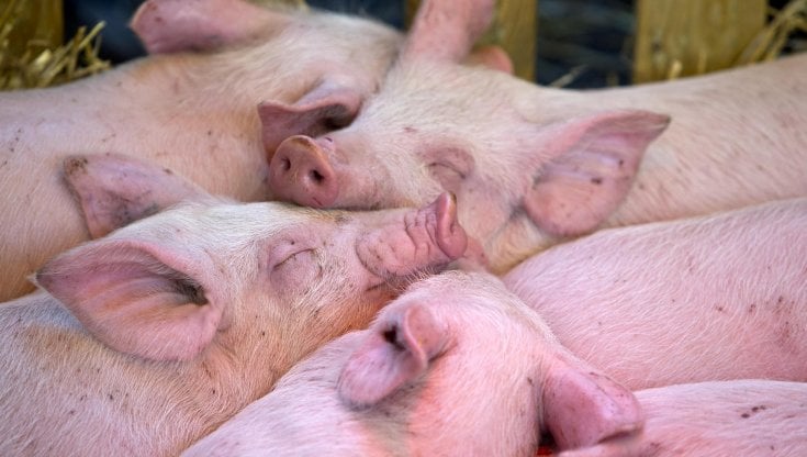 Alessandria, nuovo caso di peste suina: salgono a 189 tra Piemonte e Liguria