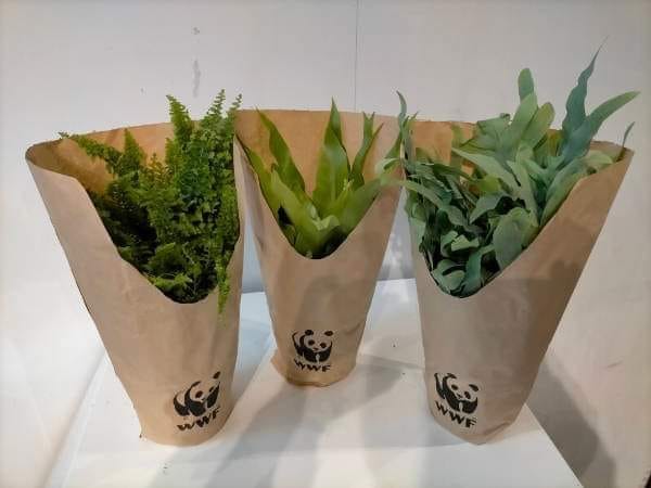 Festa della natura, a Gela e San Cataldo in vendita le felci del Wwf