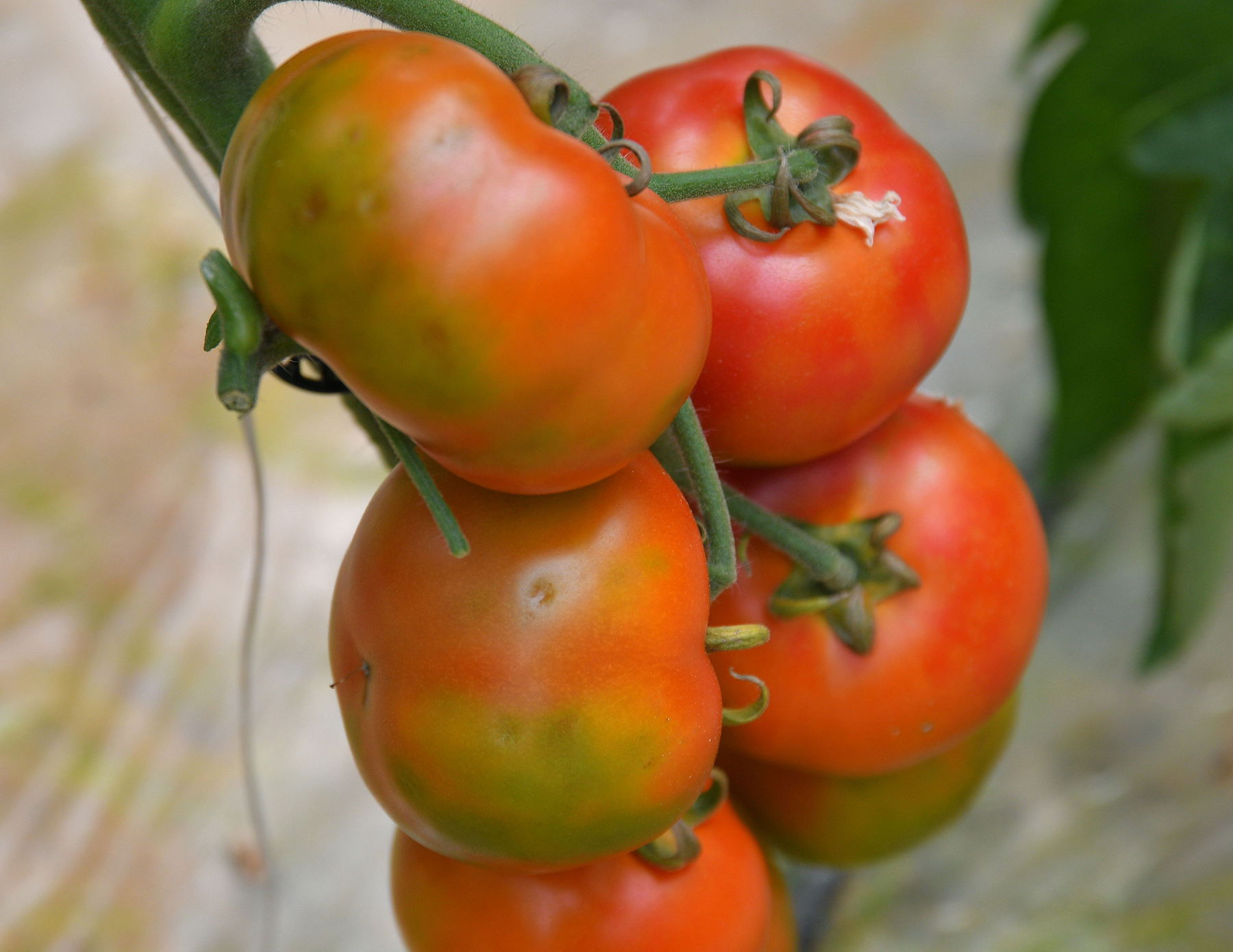 Tomato brown, la “pandemia” del pomodoro
