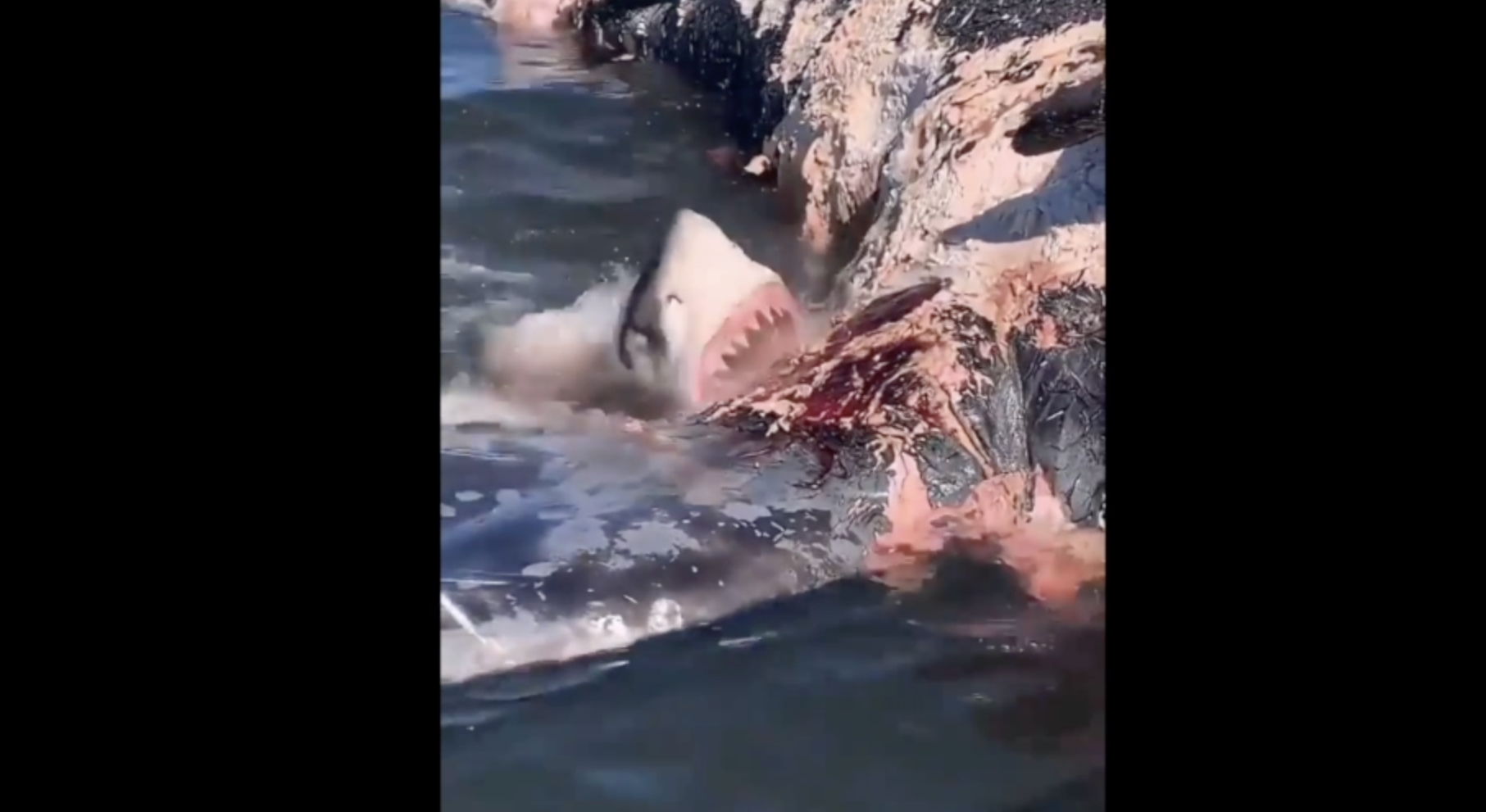 Squalo affamato, la terribile fine della megattera – Video