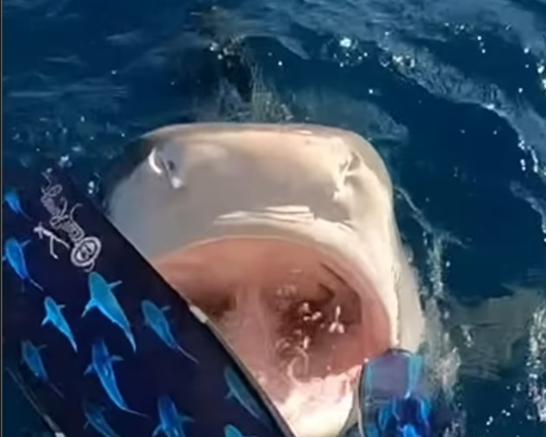 Hawaii, sub riceve il “buongiorno” da squalo tigre poco prima di tuffarsi in acqua