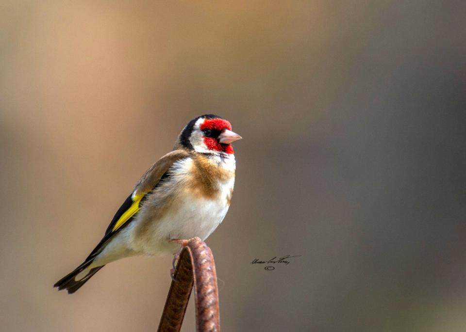 Uccellagione, maltrattamento di animali e furto aggravato: denunciato un 65enne