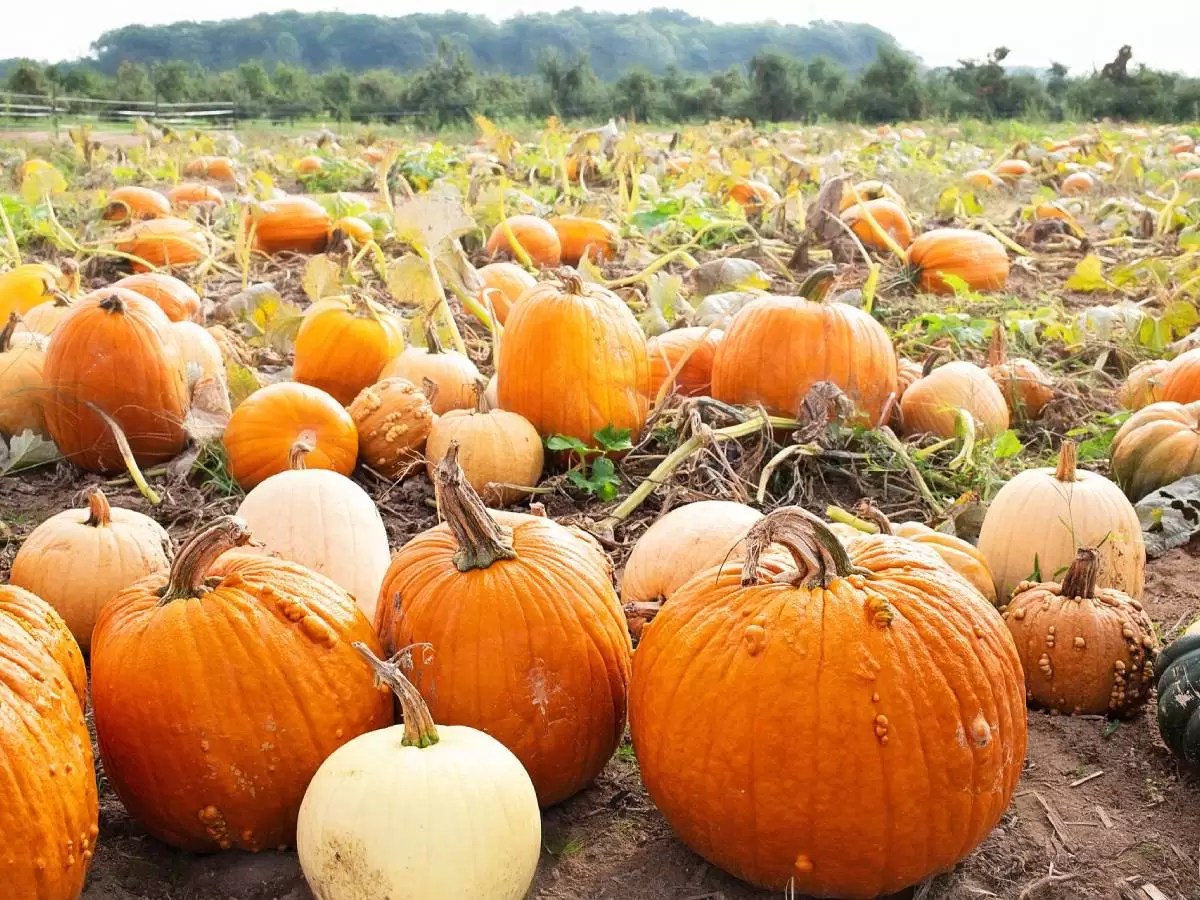 Halloween, Coldiretti: clima pazzo taglia del 15% raccolta di zucche italiane