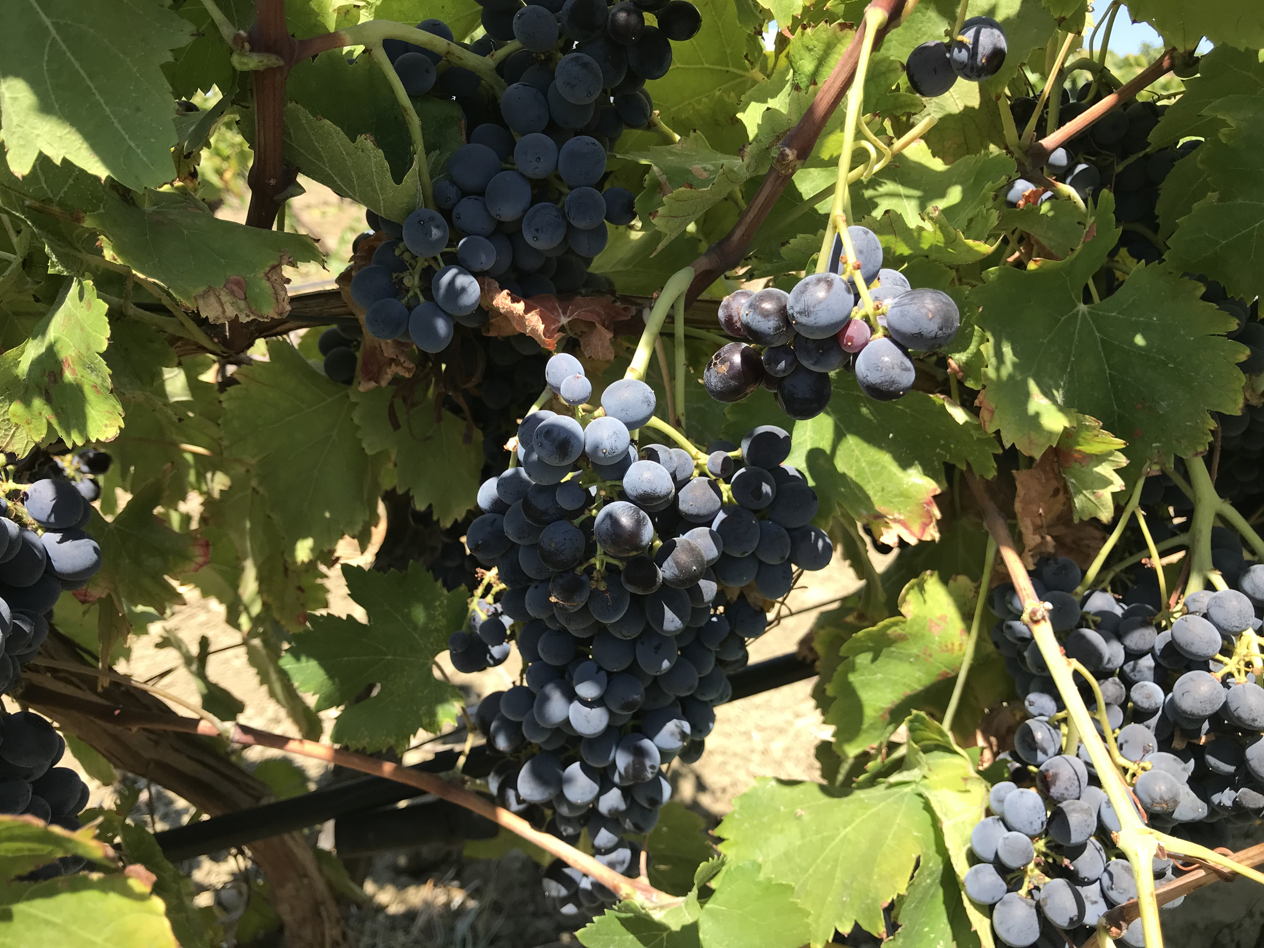 Vendemmia siciliana, meno uva ma di ottima qualità