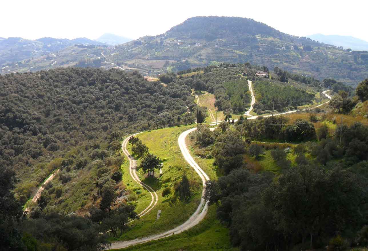 Angimbè, il bosco di Calatafimi devastato rinasce grazie ai semi di carrubo