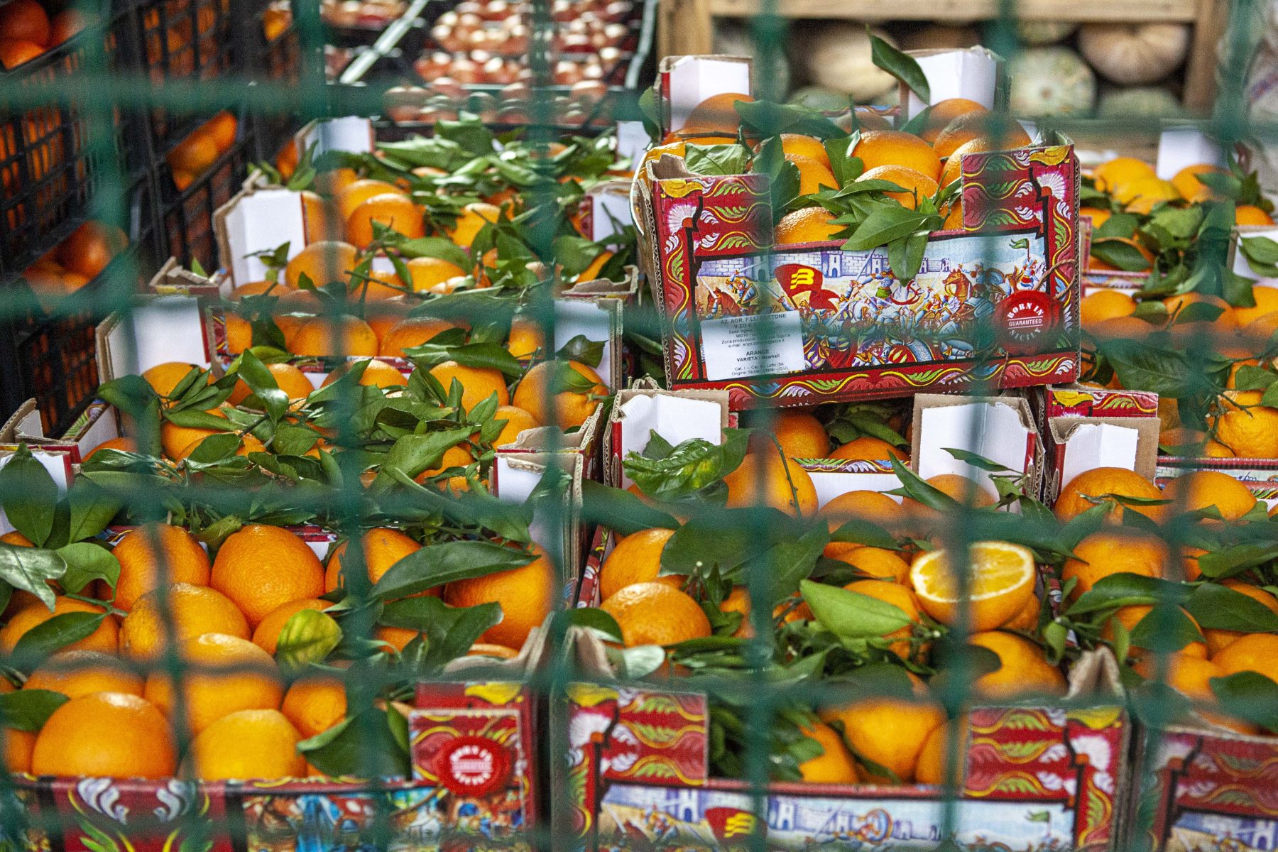 Sburocratizzazione per “un’agricoltura più forte”: la lettera di Cia Sicilia all’assessore Sammartino