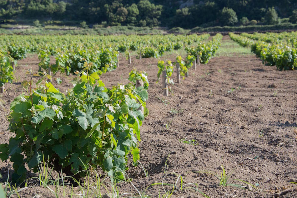 Coltivazione vite ad alberello, patrimonio da salvaguardare a Pantelleria