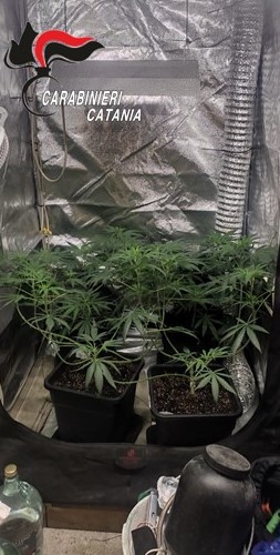 Acireale, serra artificiale con droga in cantina: un arresto