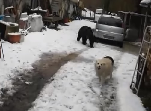 Cane contro orso, il singolare incontro finisce sul web: “Lascialo stare…” – VIDEO