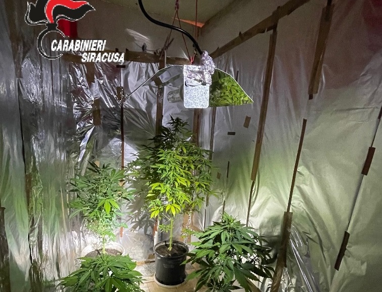 Marijuana “fatta in casa”, scoperta una serra: arrestato pregiudicato