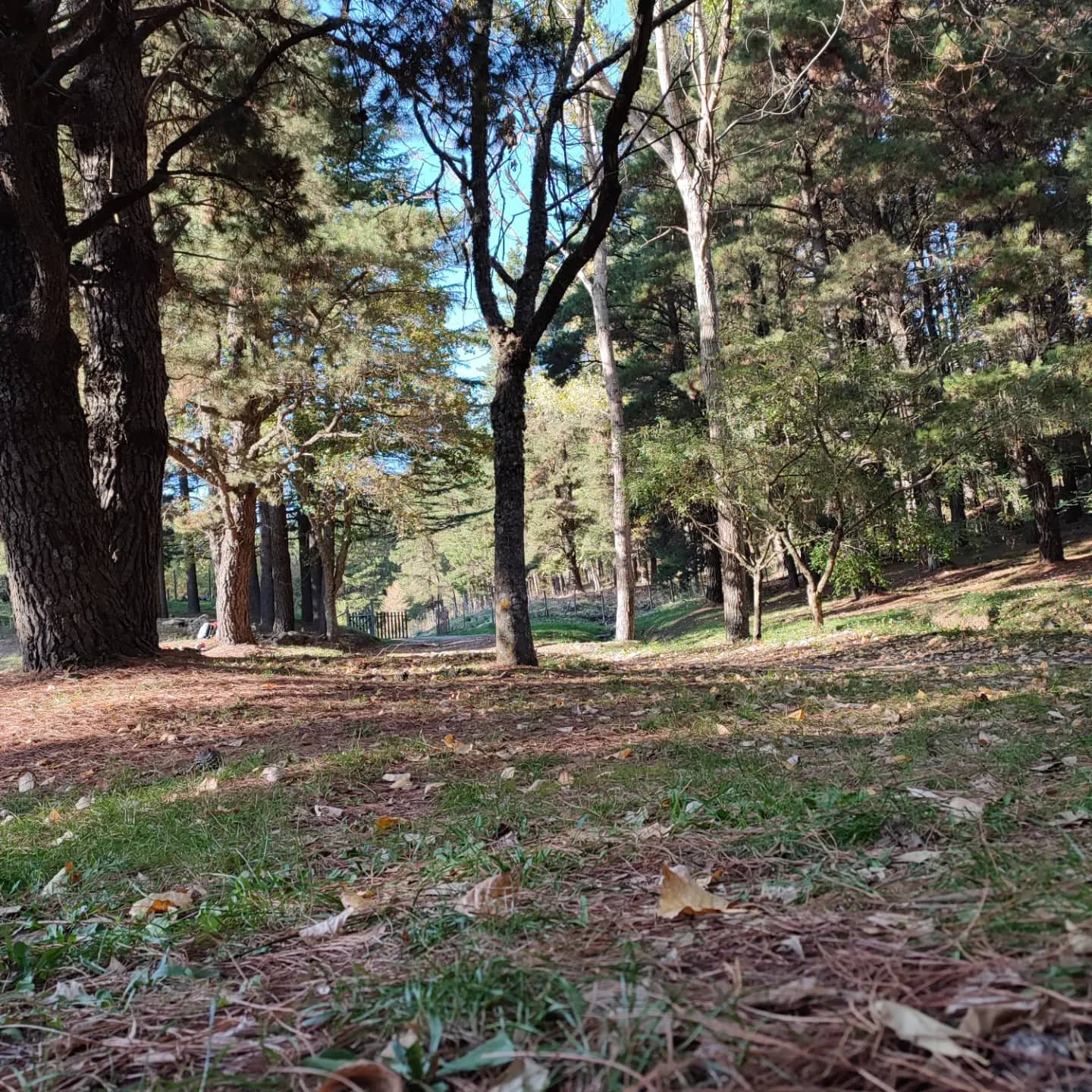 Etna, il vulcano patrimonio Unesco e lo spettacolo dei colori dell’autunno Etna, il vulcano patrimonio Unesco e lo spettacolo dei colori dell’autunno