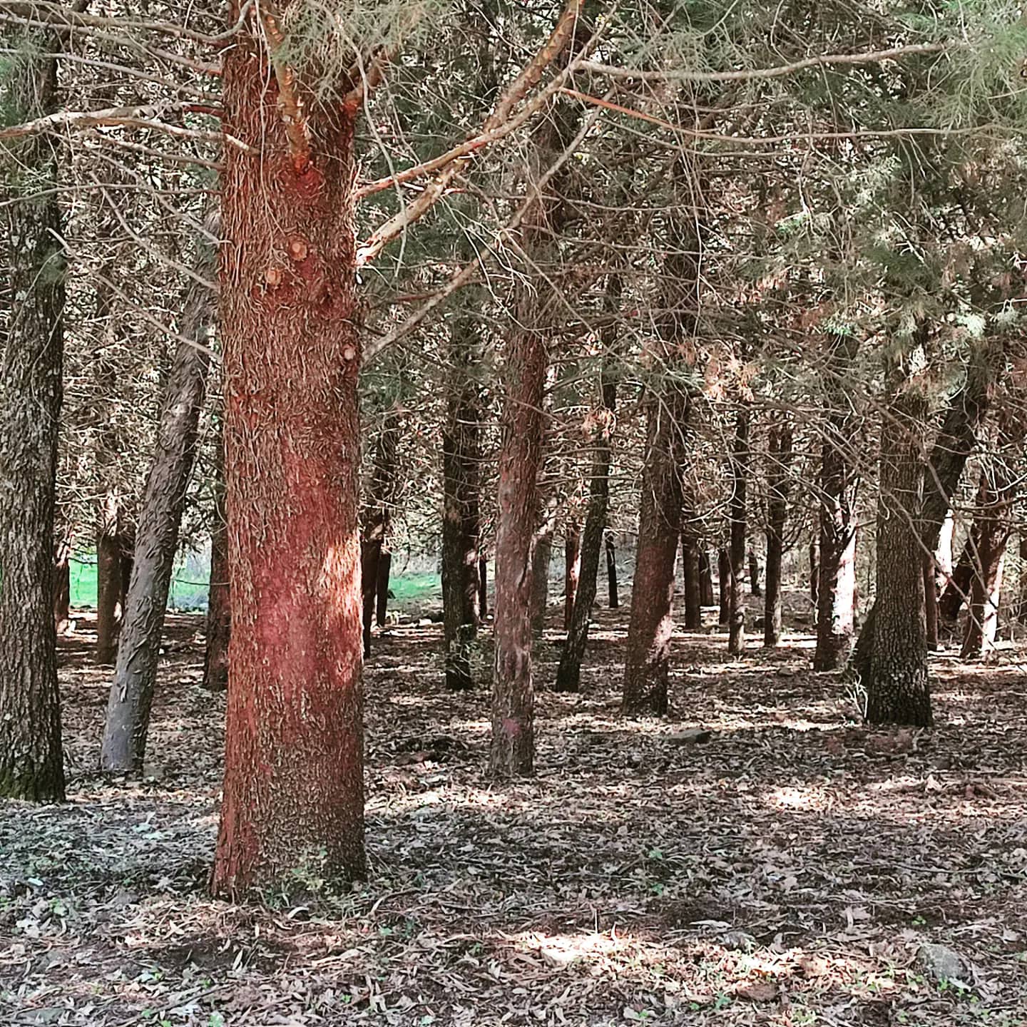 Etna, il vulcano patrimonio Unesco e lo spettacolo dei colori dell’autunno Etna, il vulcano patrimonio Unesco e lo spettacolo dei colori dell’autunno