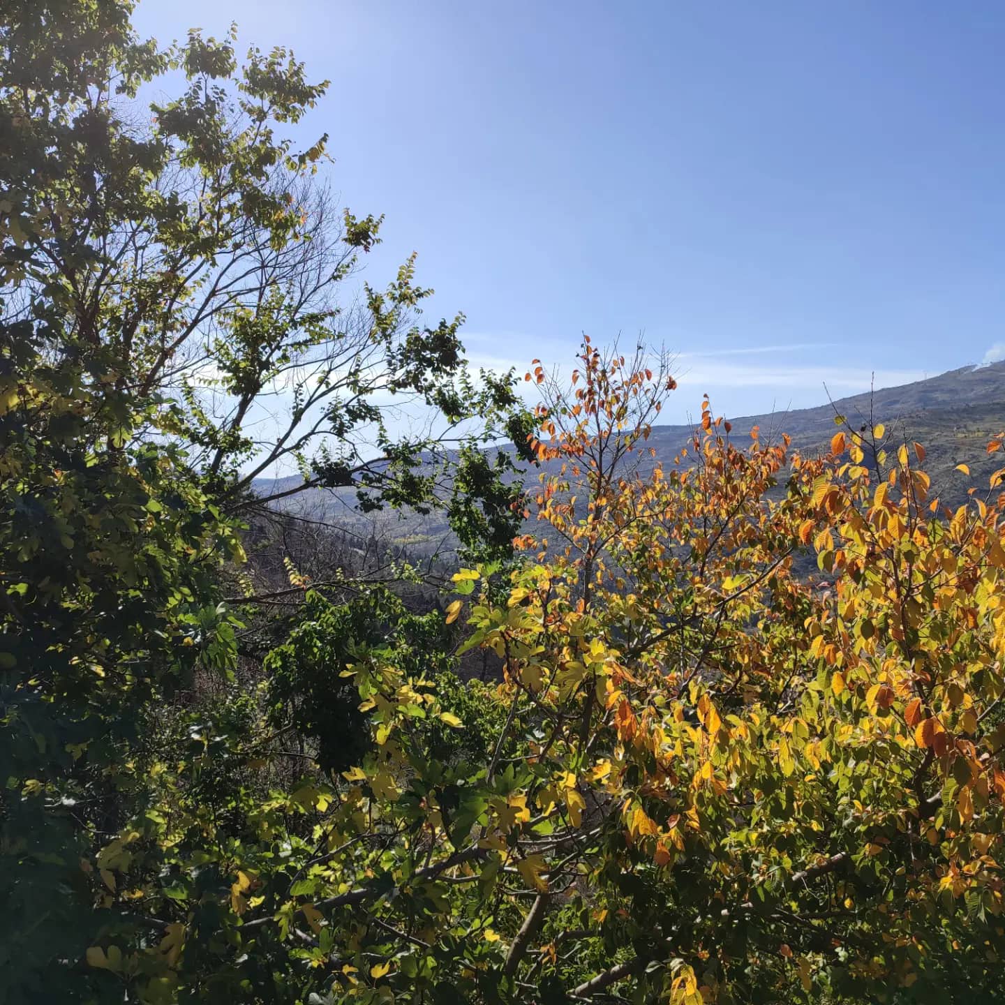 Etna, il vulcano patrimonio Unesco e lo spettacolo dei colori dell’autunno Etna, il vulcano patrimonio Unesco e lo spettacolo dei colori dell’autunno