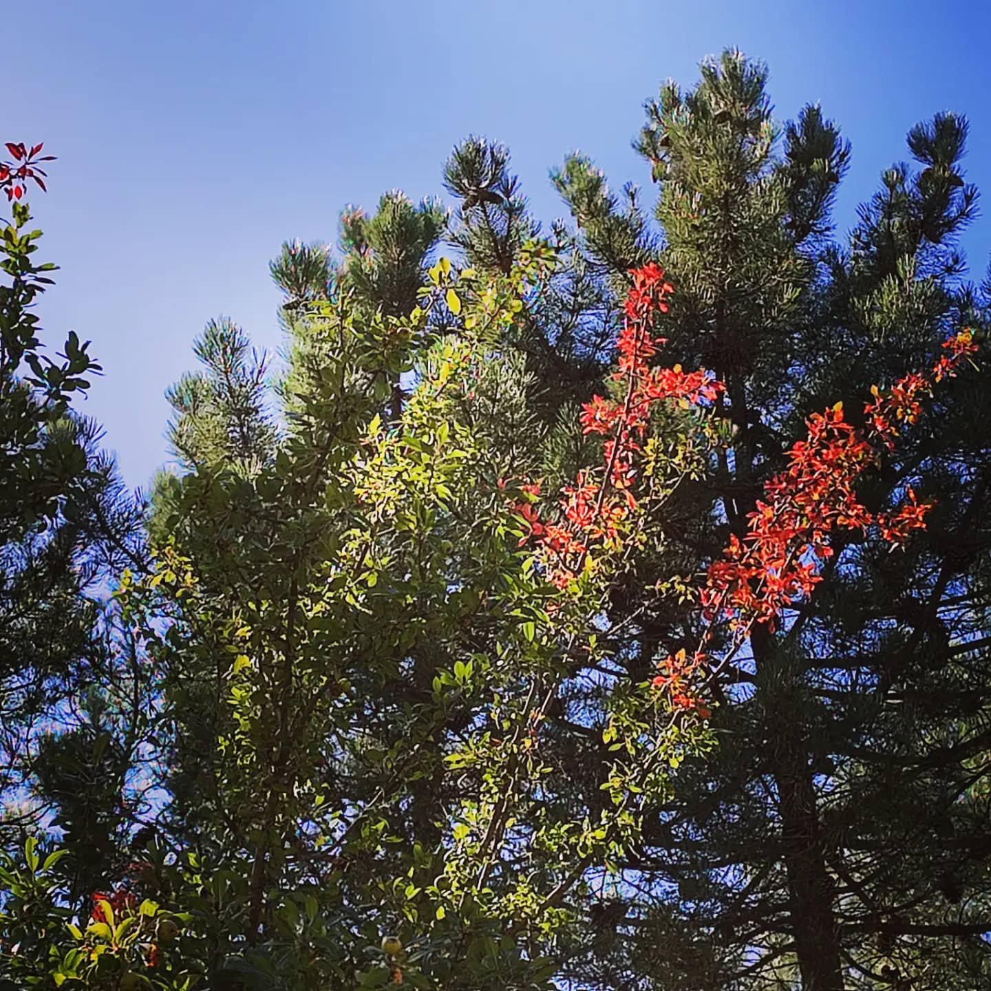 Etna, il vulcano patrimonio Unesco e lo spettacolo dei colori dell’autunno Etna, il vulcano patrimonio Unesco e lo spettacolo dei colori dell’autunno