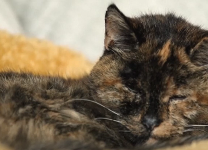 Prima lo torturano poi lo uccidono con i petardi: la terribile fine di un povero gatto