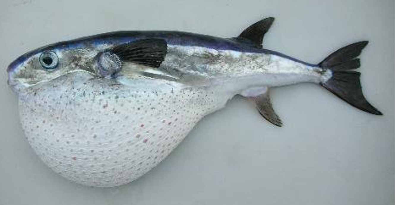 Scoperto il pesce più velenoso al mondo: ecco quante persone può uccidere