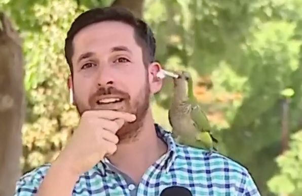 Giornalista parla in tv di rapine, il pappagallo ruba l’auricolare in diretta – VIDEO