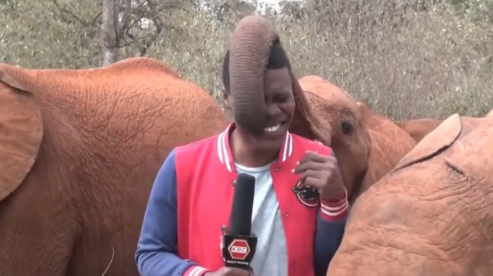 L’elefante gli fa il sollecito con la proboscide, il giornalista scoppia a ridere in diretta – VIDEO