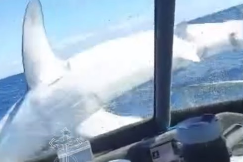 Paura in mare, lo squalo bianco salta a bordo del peschereccio: il VIDEO choc