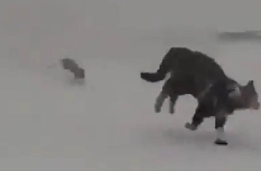 Topo insegue gatto, il felino fugge a “zampe” levate – VIDEO