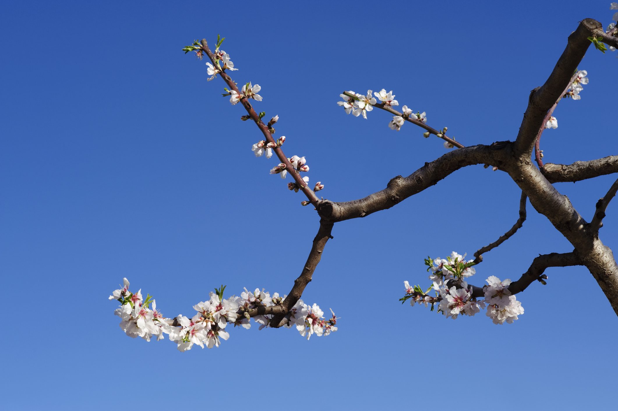 Clima impazzito, Coldiretti: con il caldo mimose e ciliegi in fiore in autunno