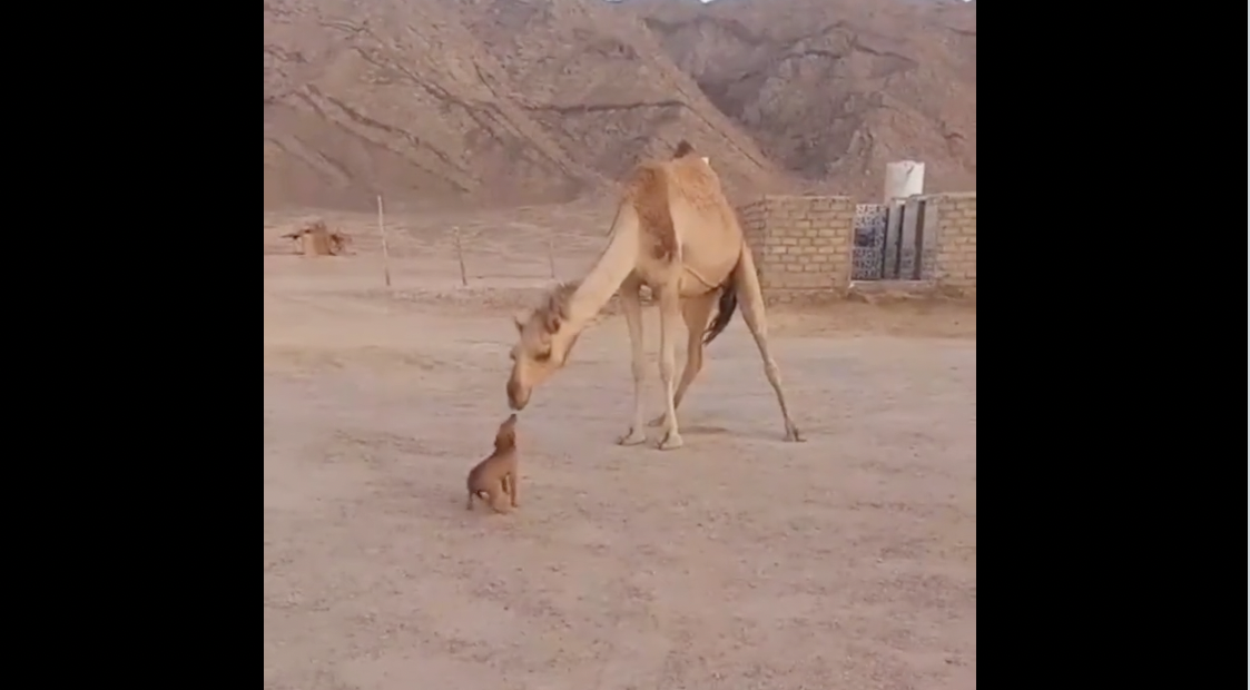 Baciami ancora: finalmente ha conquistato la sua stangona