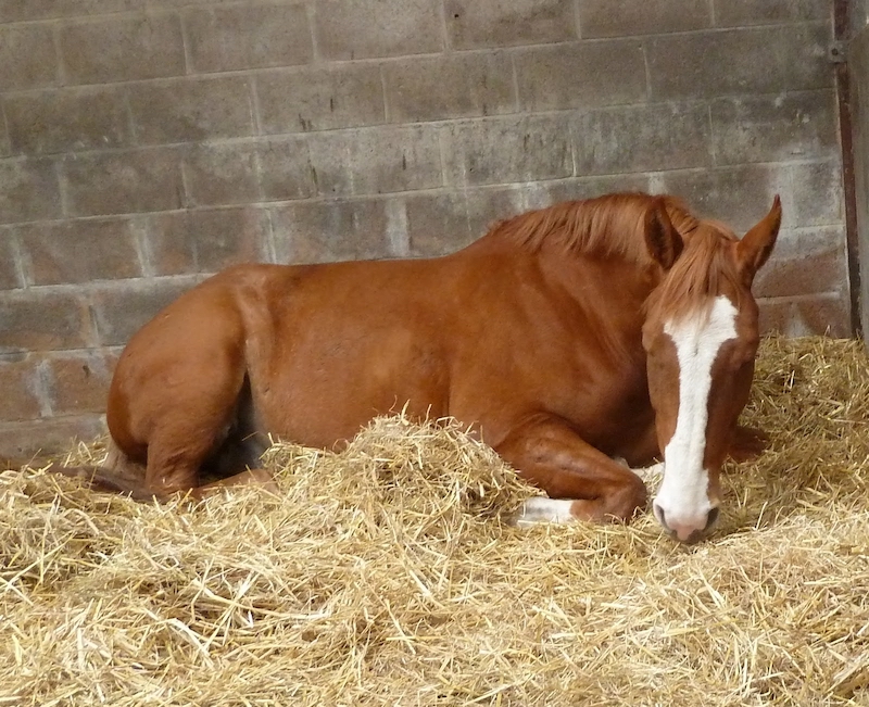Incendio doloso in una stalla di Palma di Montechiaro: morti 2 cavalli e un pony