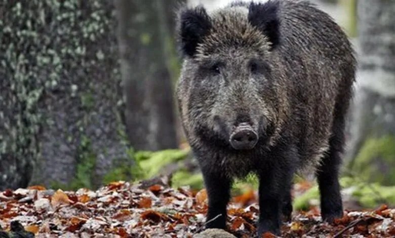 Audi Q3 si ribalta dopo scontro con grosso cinghiale: conducente ferito nelle Madonie