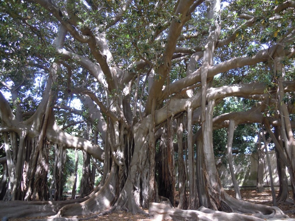 L’albero dell’anno parla palermitano: è il grande ficus dell’orto botanico