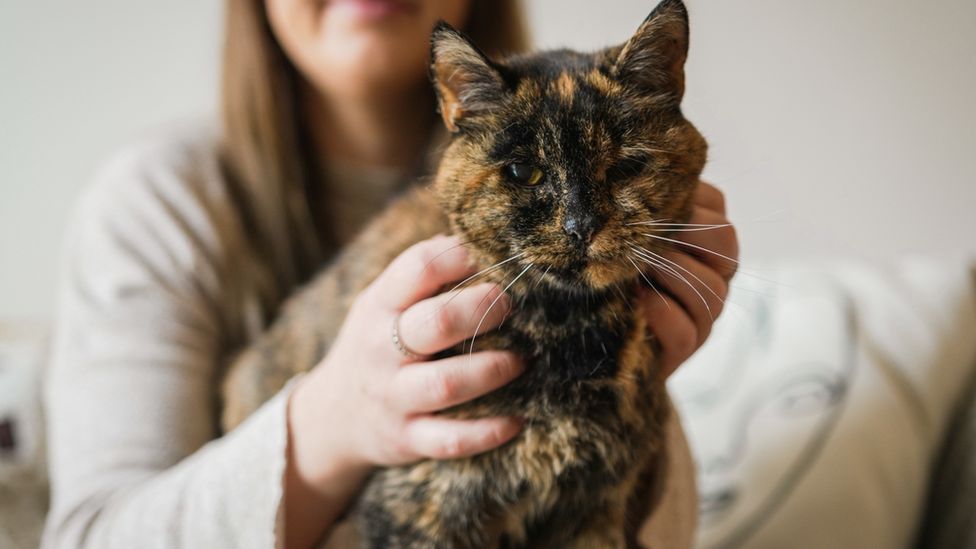 “Flossie” da Guinness World Record: ecco il gatto più vecchio del mondo