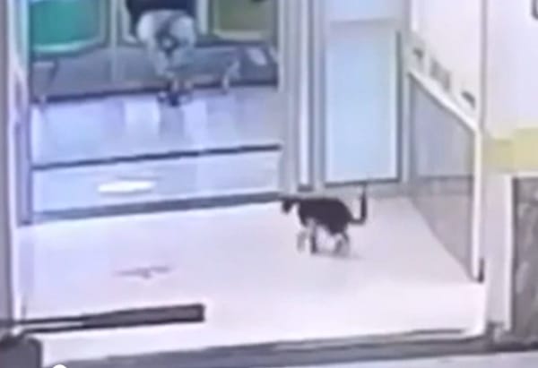 Gatto con zampa rotta va al pronto soccorso per curarsi