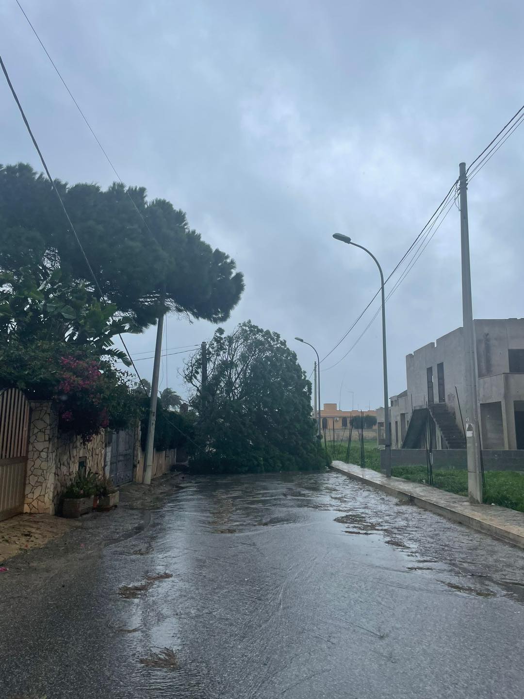 Maltempo in Italia, alberi pericolanti: 40mila interventi