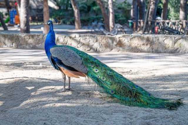 Influenza aviaria, trovati pavoni morti in un parco a Cagliari