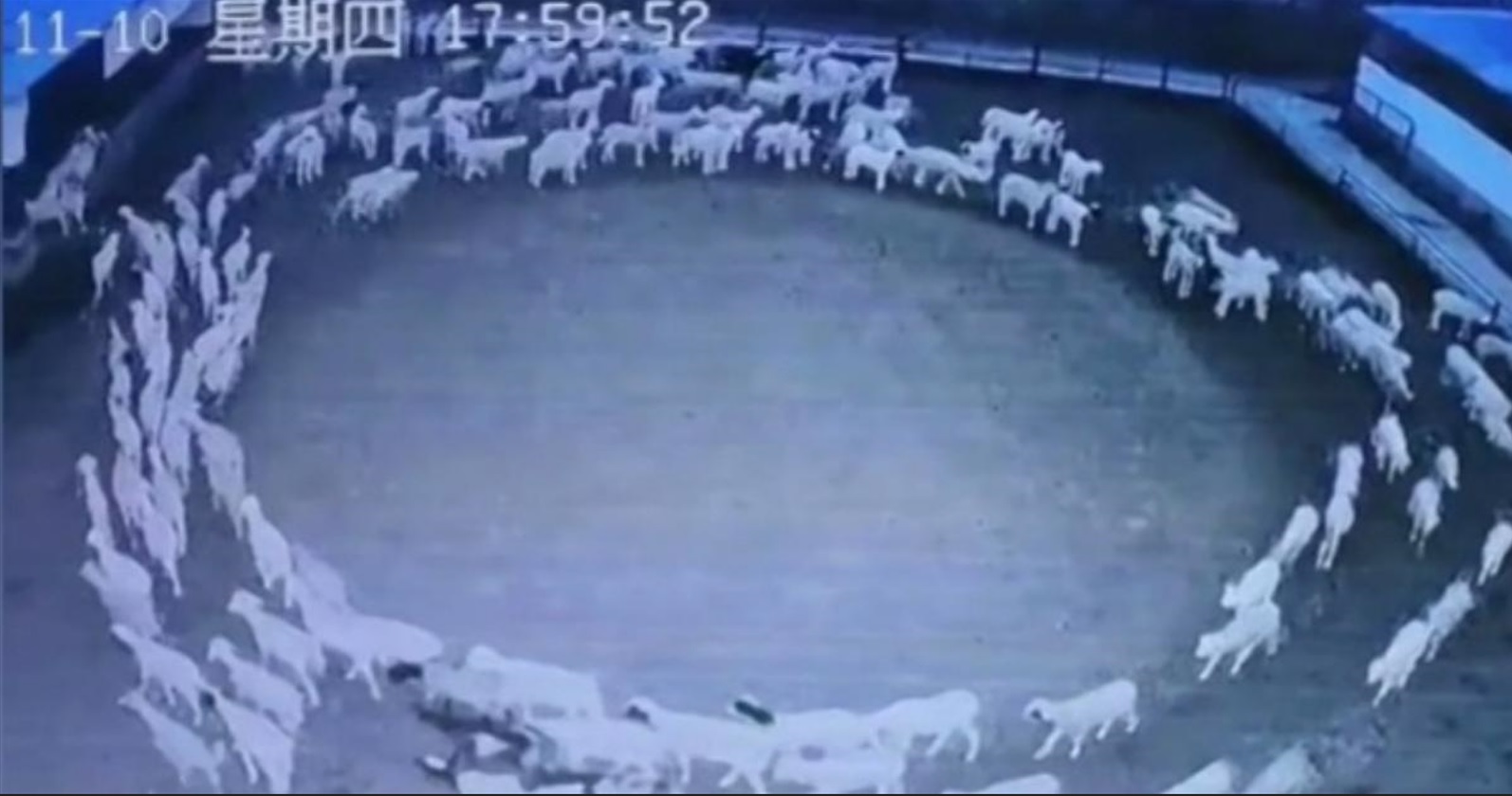 Pecore marciano in cerchio per 12 giorni, spunta ipotesi: ecco quale