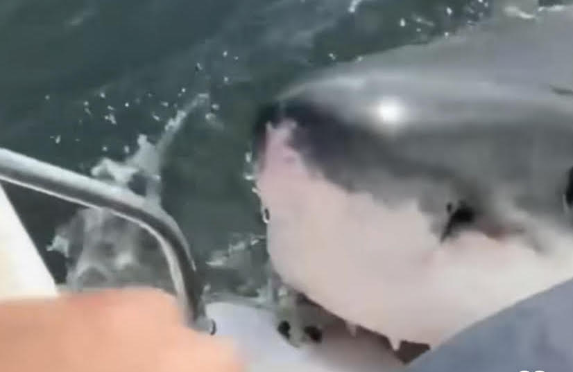 Squalo pescato e massacrato a calci e pugni: aveva ucciso un uomo mentre faceva il bagno