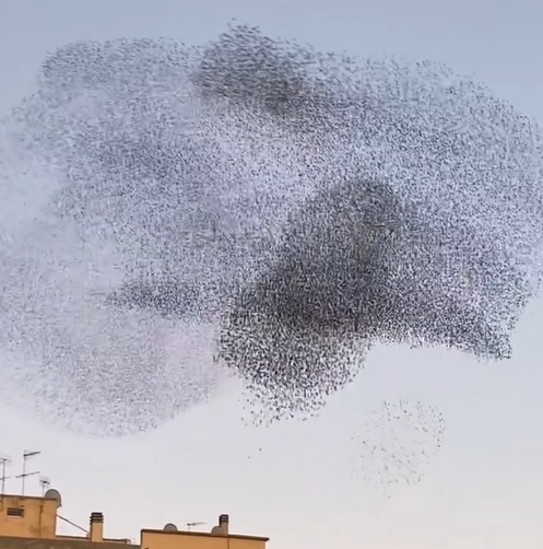 L’autunno e il suo spettacolo: la danza degli storni nei cieli sardi