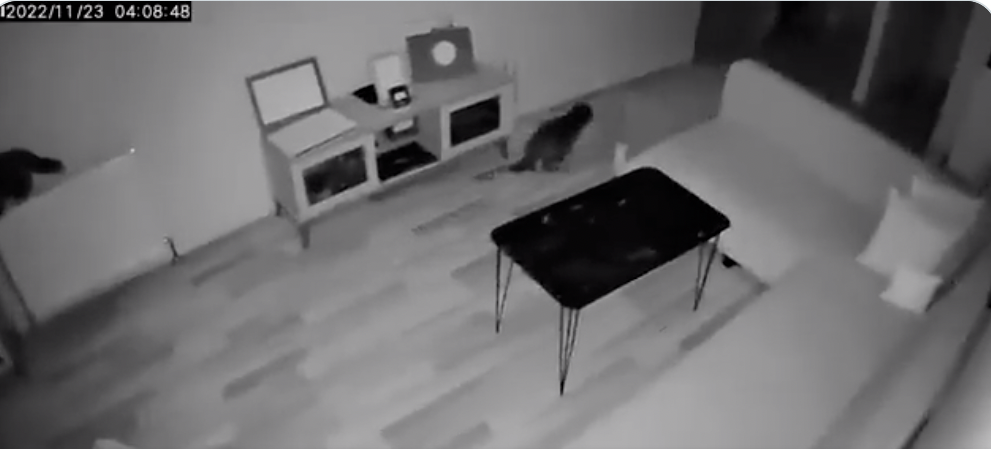 Terremoto 6.1, i video del terrore in Turchia: fuggono anche i gatti