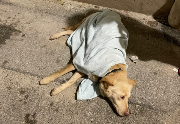 Non sopporta i petardi, cane si lancia dal terzo piano: le sue condizioni