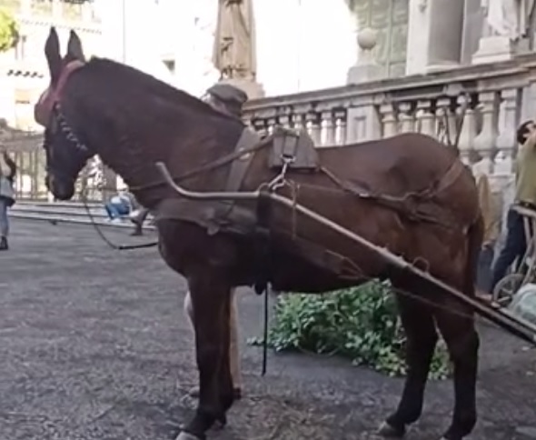 Catania, continuano le riprese de “L’arte della Gioia”. Cavalli e carrozze in piazza Duomo – VIDEO