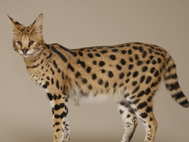 Gatto raro si perde in centro città: viene scambiato per lince