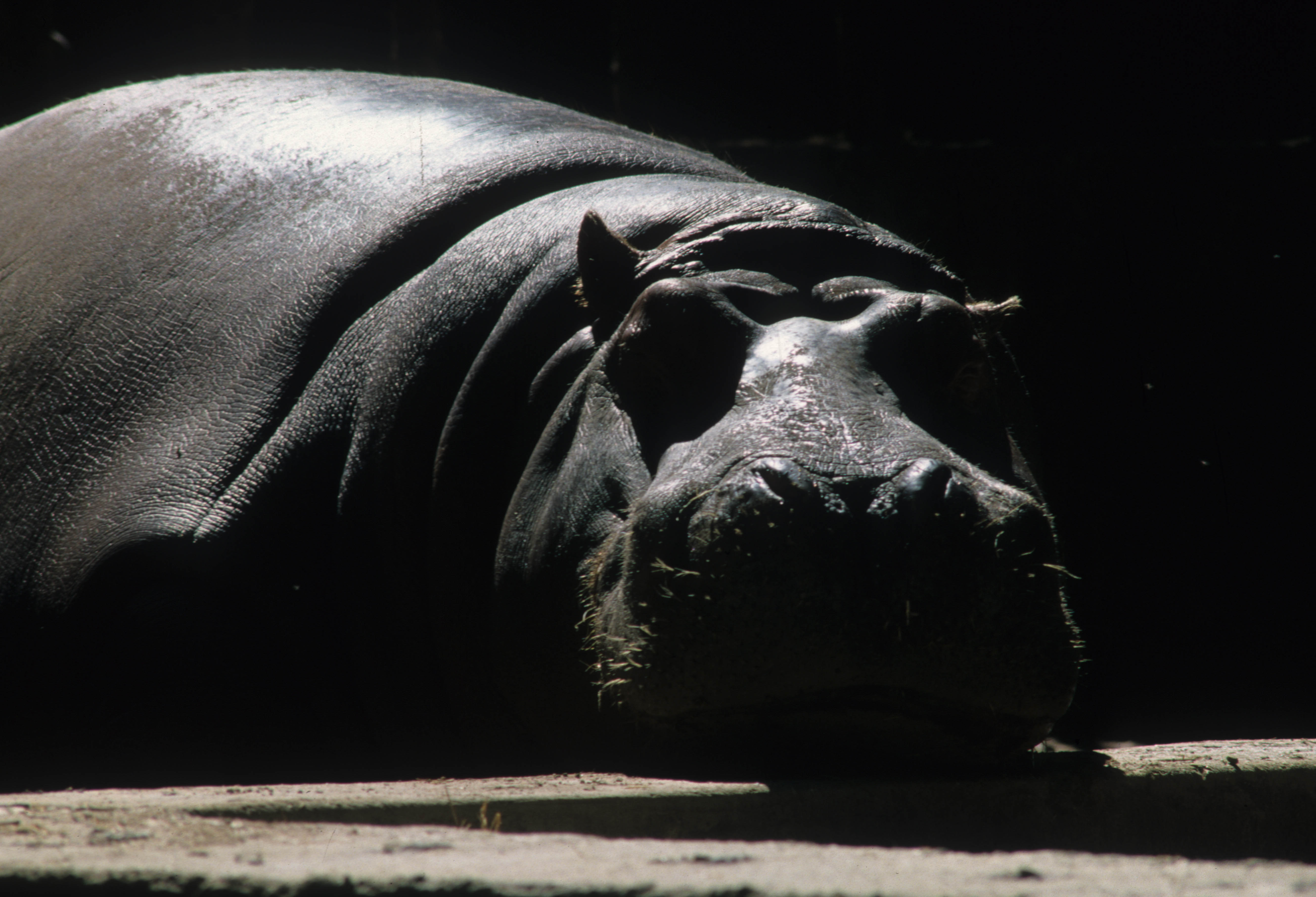 Ippopotamo inghiotte bimbo e poi lo sputa ancora vivo