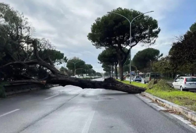 Roma, cade albero in strada: nessun ferito