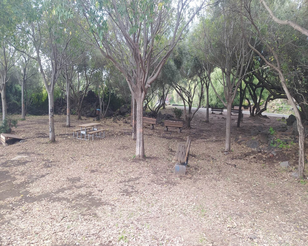 Catania città verde ma non troppo: ancora tanto da fare nei parchi per pulizia e vivibilità – FOTO