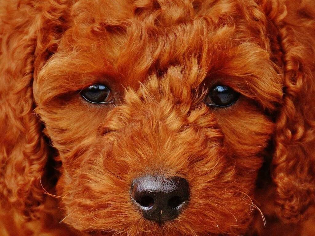 Lascia in auto il cane che rischia assideramento: denunciato