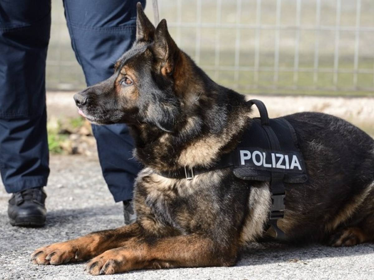Nascondeva un chilo di droga nella stanza da letto: scovata dal cane Haidy