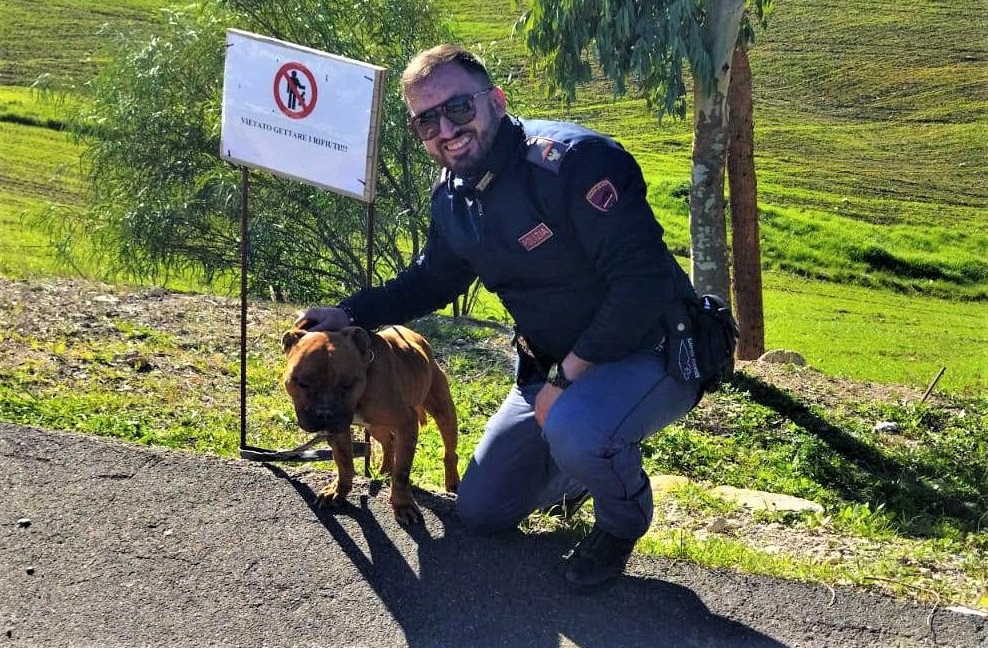 Cucciolo di pitbull vagava per la Ss640: salvato dalla polizia