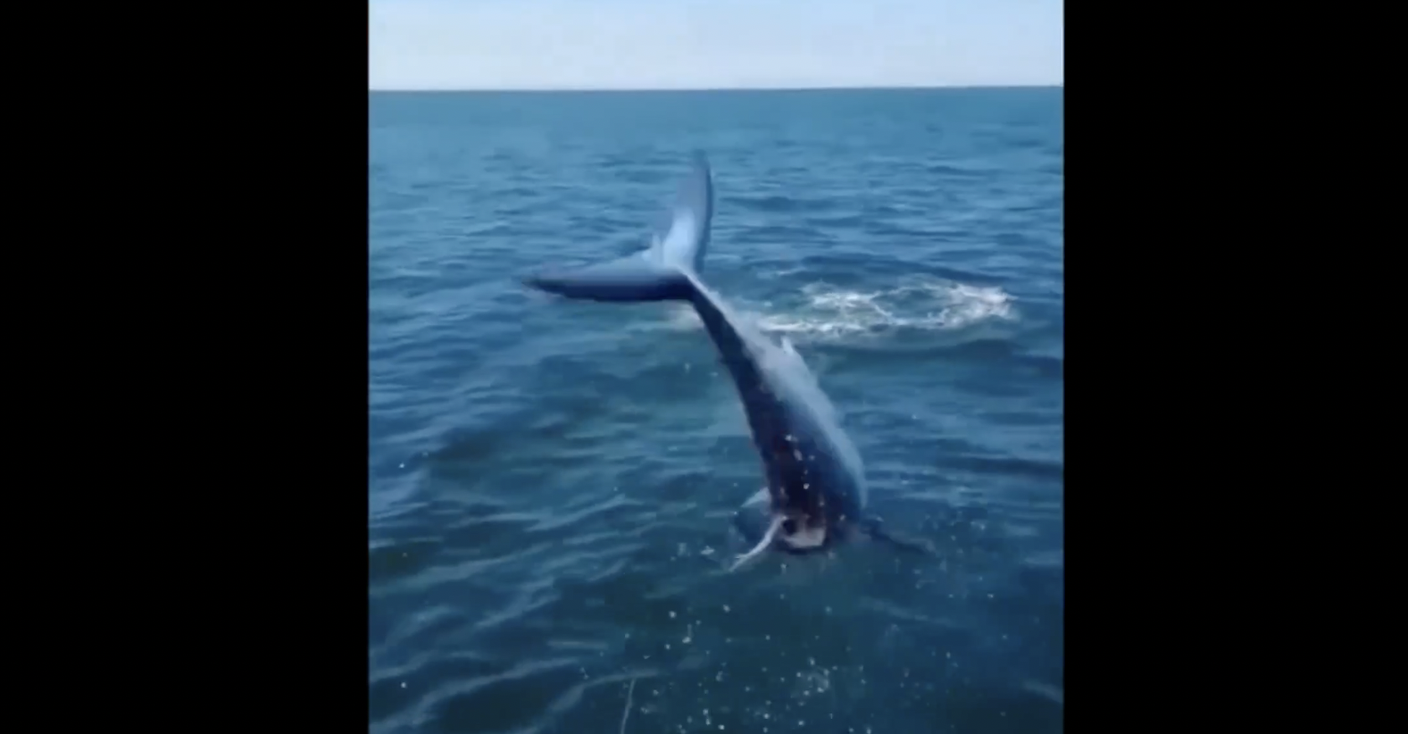 Squalo mako che paura! Con un salto sale sulla barca