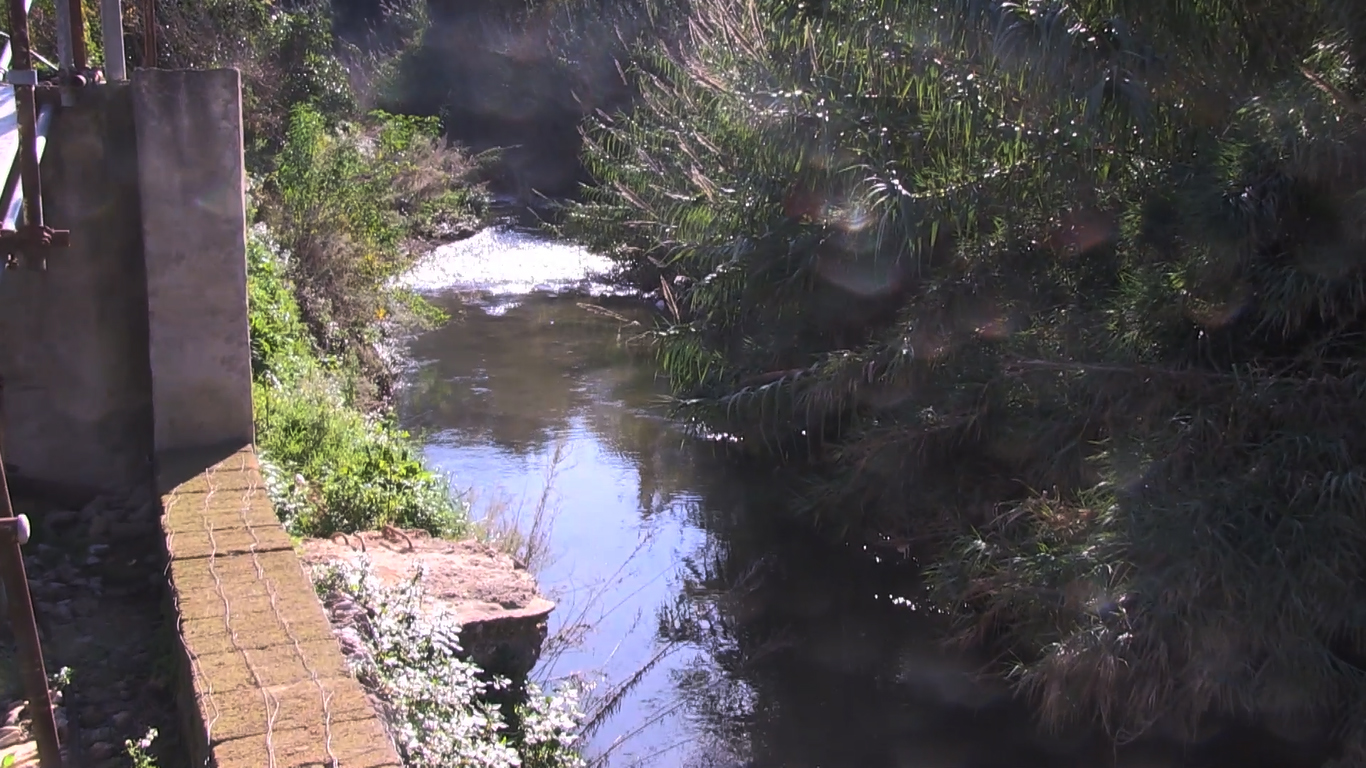 Sicilia sempre più tropicale: nell’Isola mango, avocado, papaya e caffè